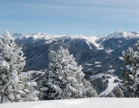 chien-montagne-pyrenees